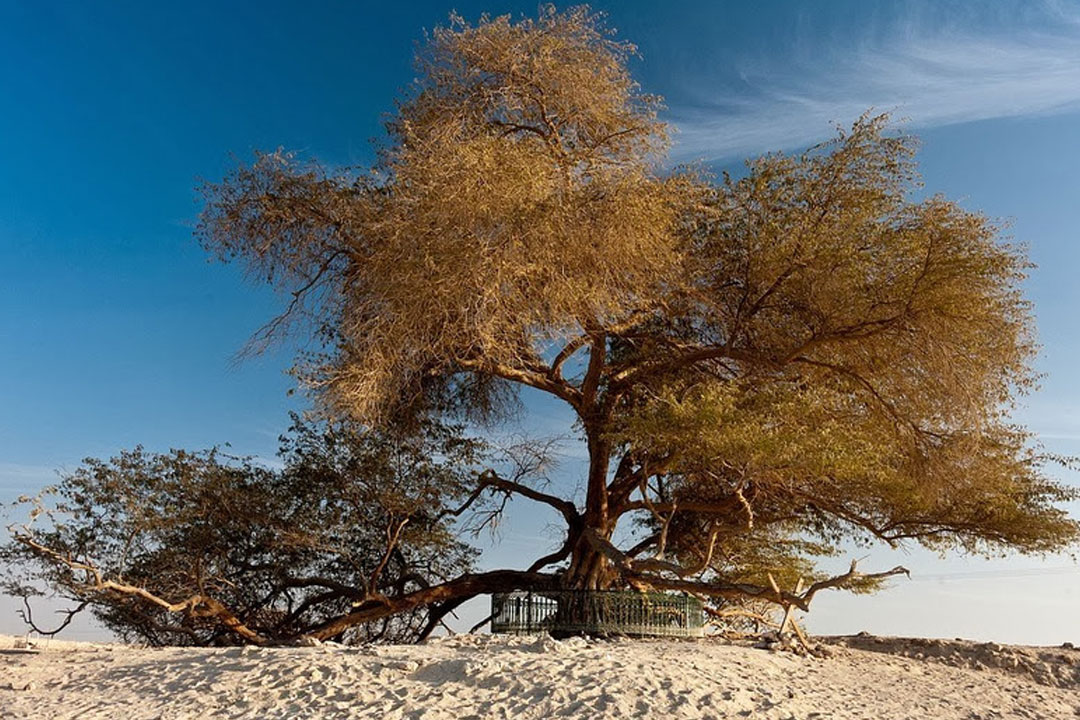Tree Of Life